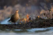 Godność i Spokój. Poranny Portret Bażanta