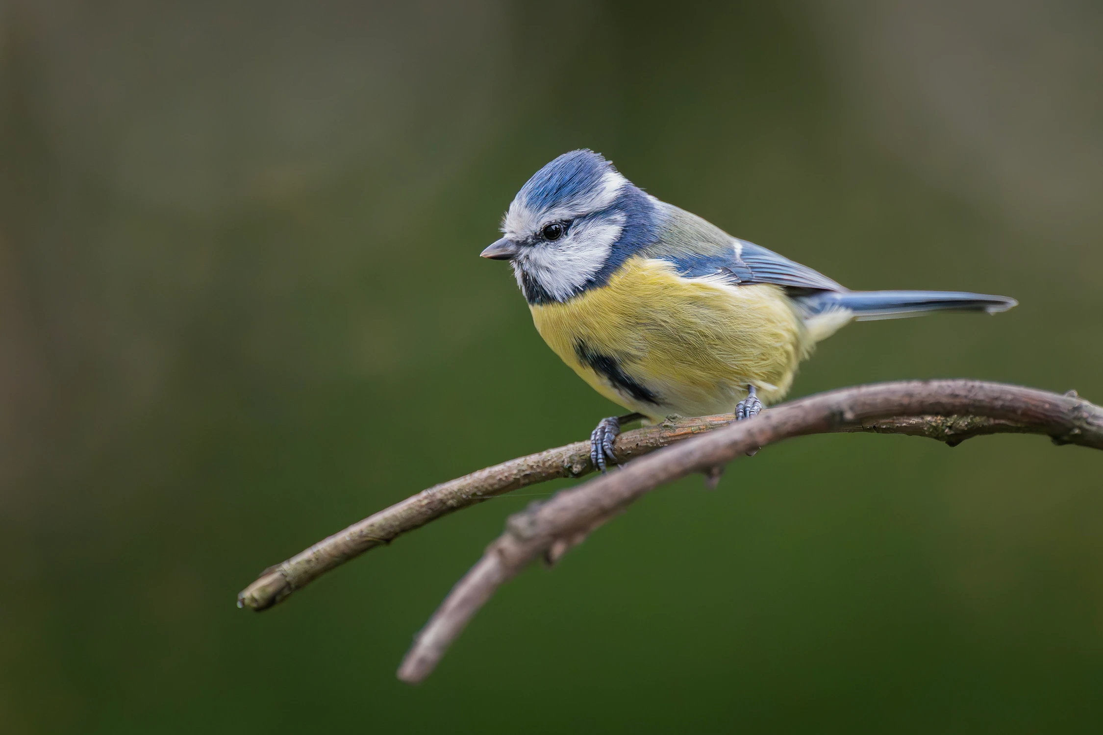 Modraszka Zwyczajna (Cyanistes caeruleus)