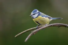 Modraszka Zwyczajna (Cyanistes caeruleus)