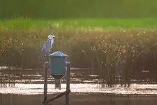 Czapla siwa