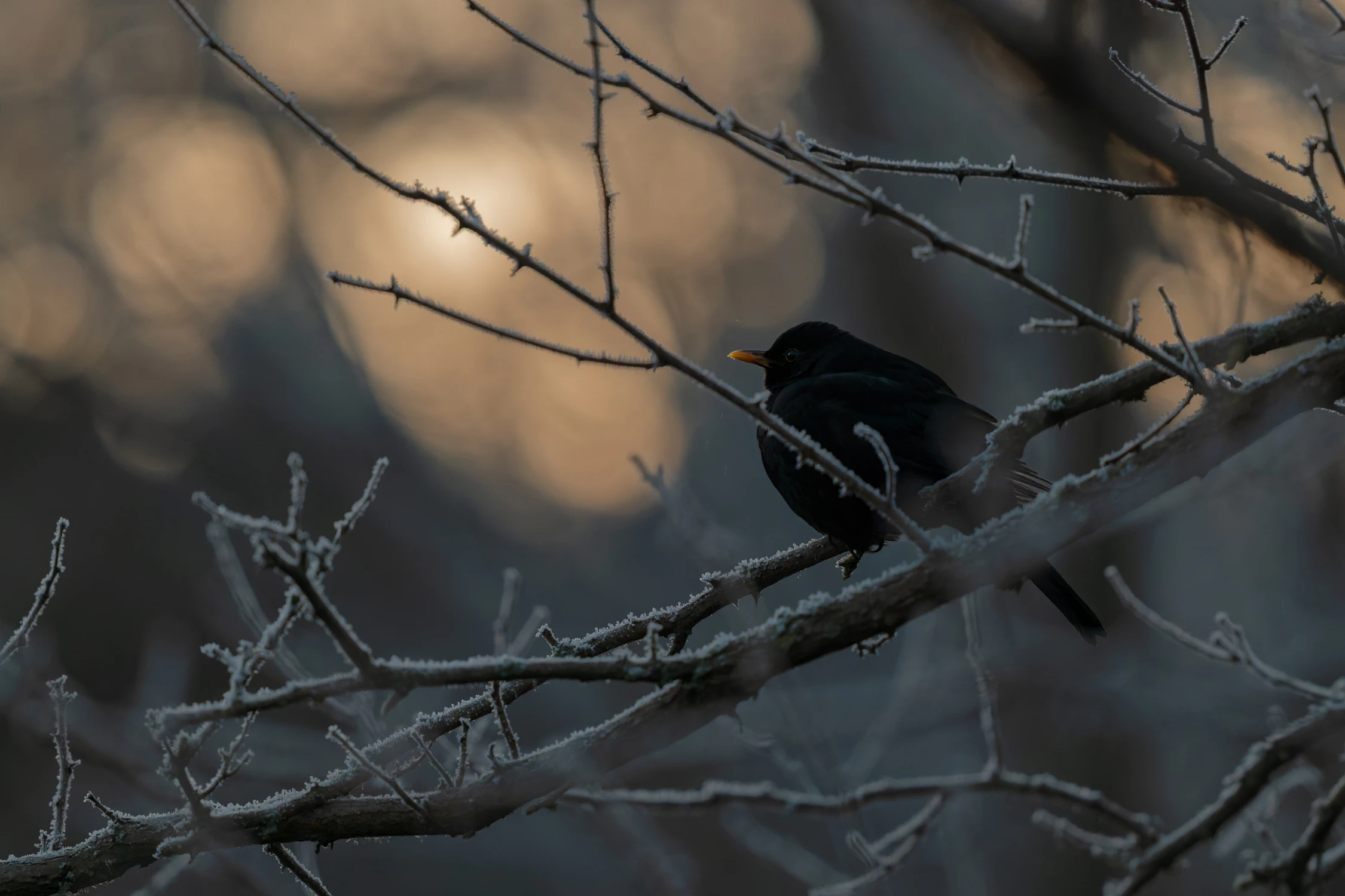 Gdy Świeci Tylko Tło