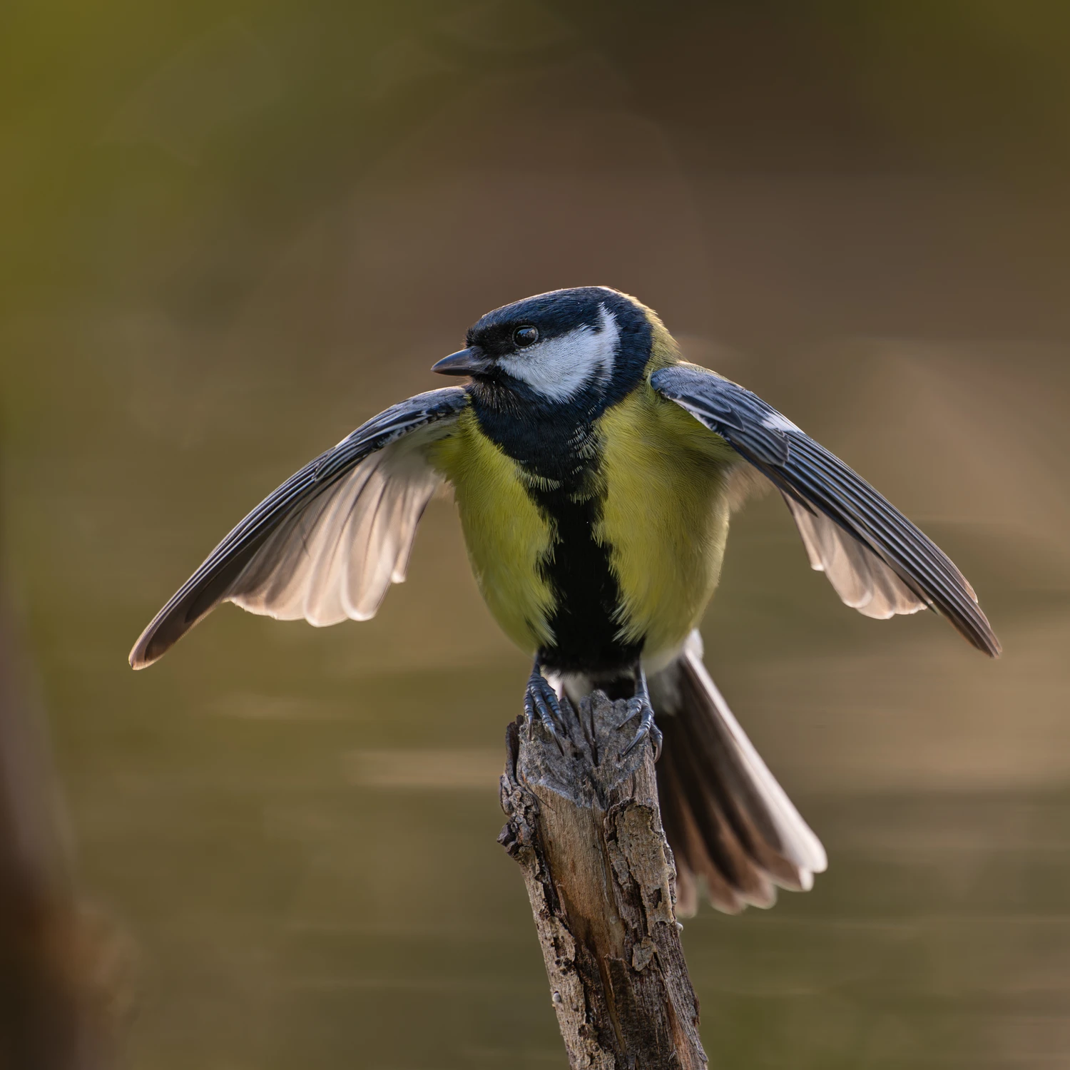 sikora bogatka (Parus major)
