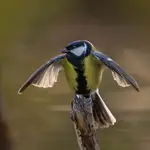 sikora bogatka (Parus major)