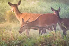 Cervus elaphus