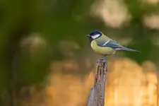 sikora bogatka (Parus major)