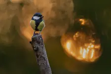 sikora bogatka (Parus major)