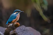 Niebiesko-Pomarańczowy Skarb w Gąszczu 💙🧡