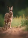 Gdzieś pomiędzy czujnością a ciekawością 