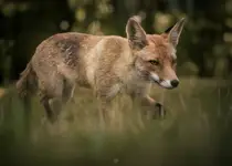 Porany patrol 