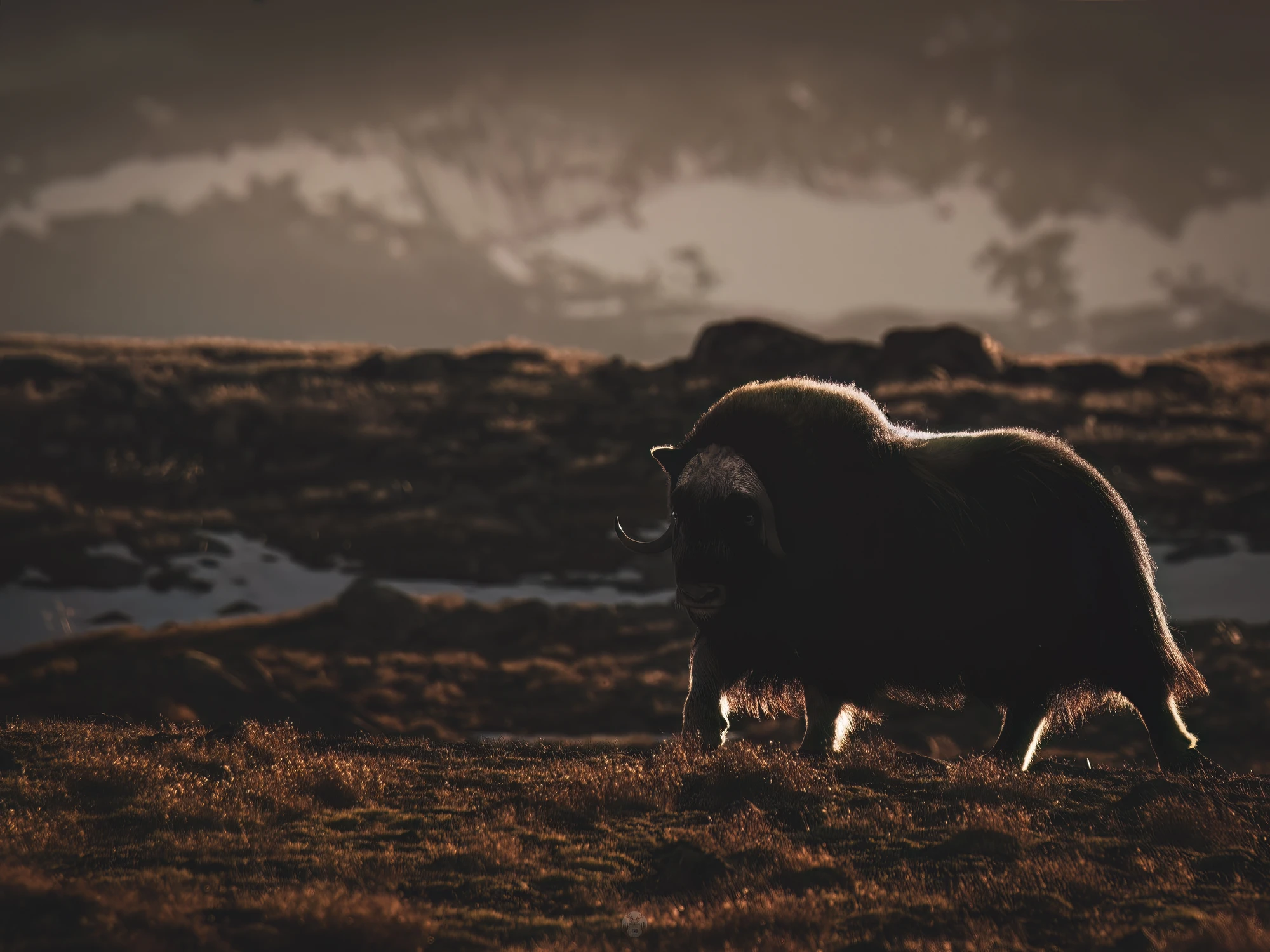 Echoes of the Tundra