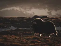 Echoes of the Tundra