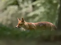 Lis z miejskiego lasu 