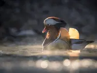 Mroźny poranek w mandarynkowej mgle 