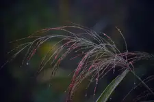 Kropelkowo