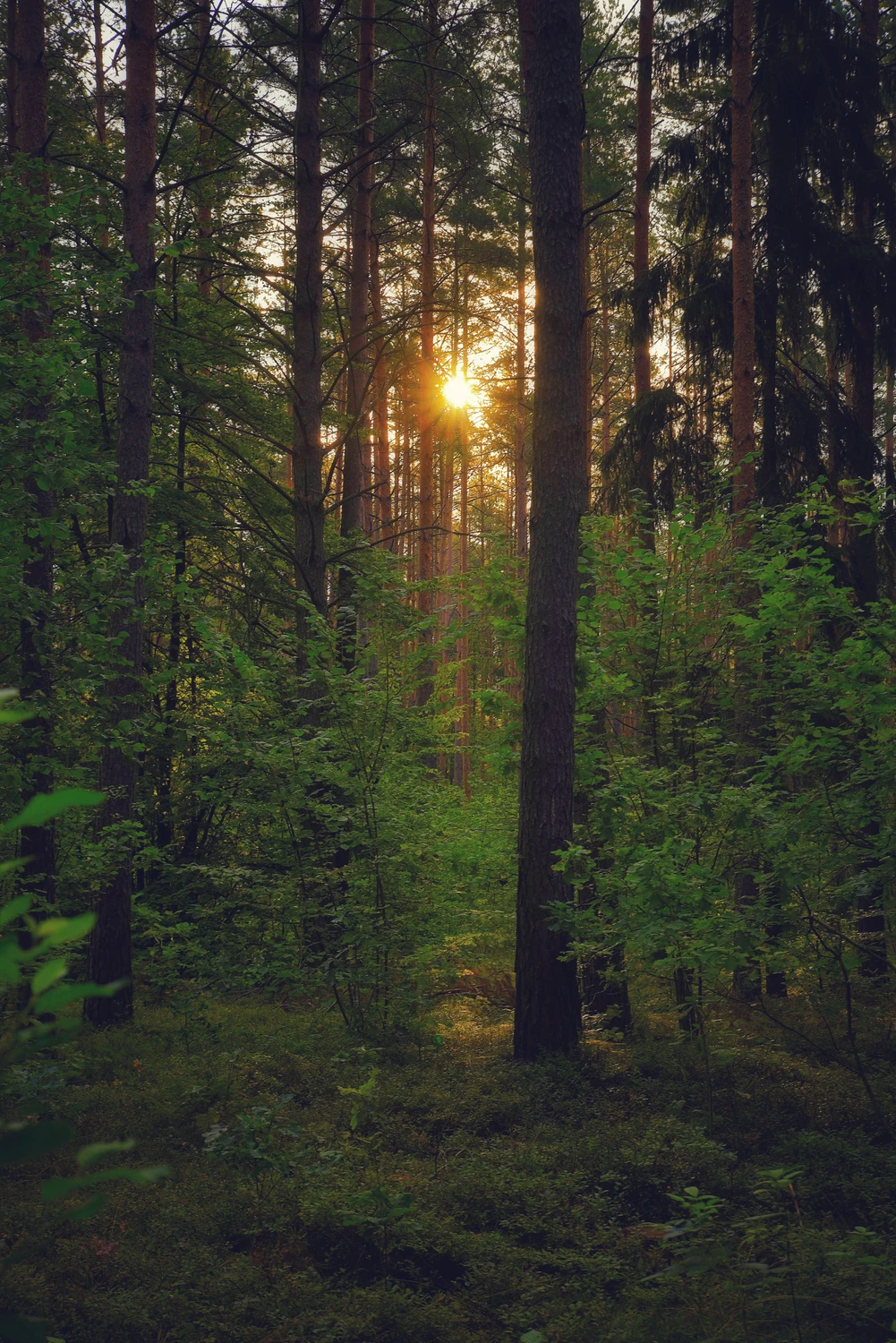Światło zza drzew