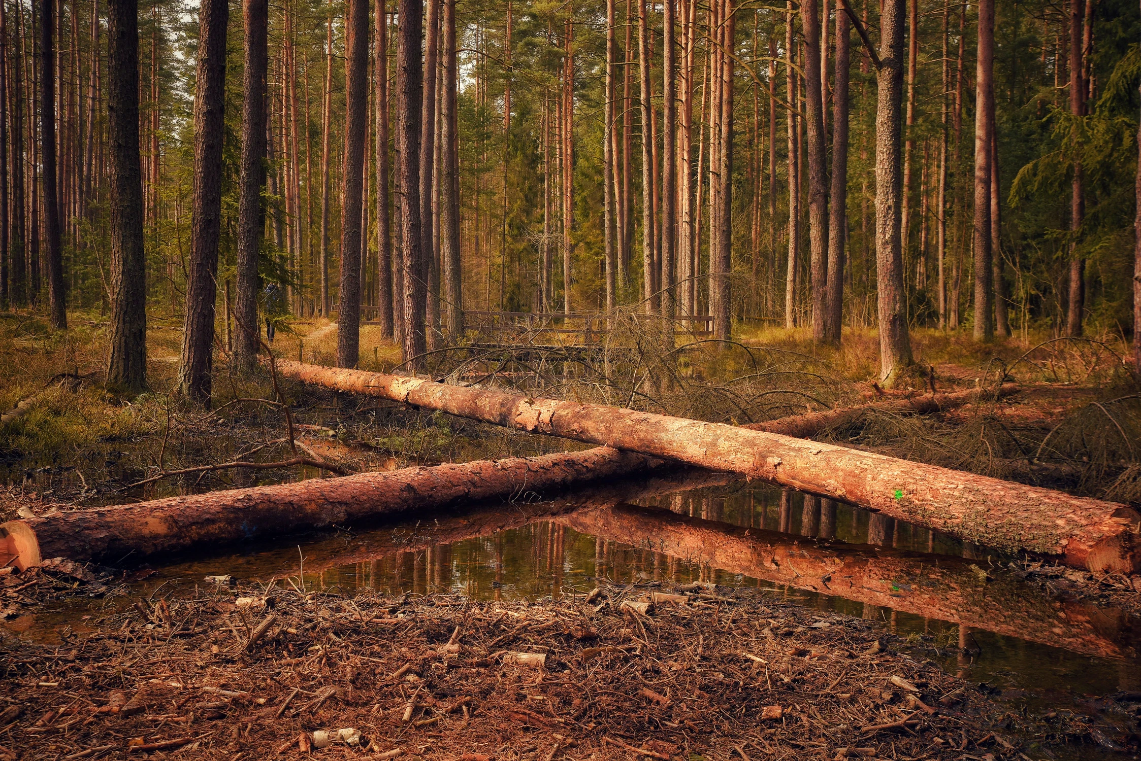 Rezerwat Przyrody w Nowym Targu