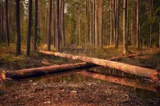 Rezerwat Przyrody w Nowym Targu