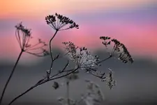 Na polu w świetle wschodzącego słońca