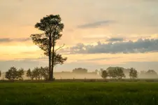 Samotne Drzewo o Wschodzie Słońca