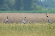 Żurawie na polu w letni poranek