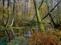 Leśne odmęty