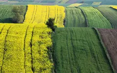 Roztoczańskie dywany