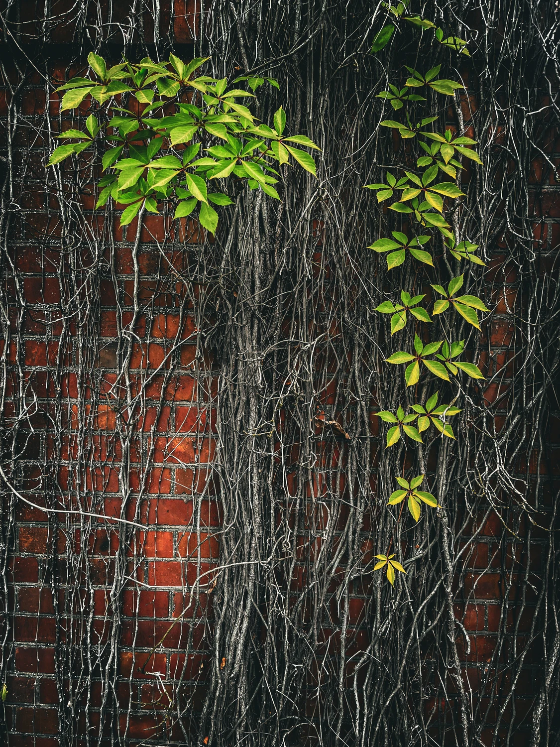 Natura i architektura 