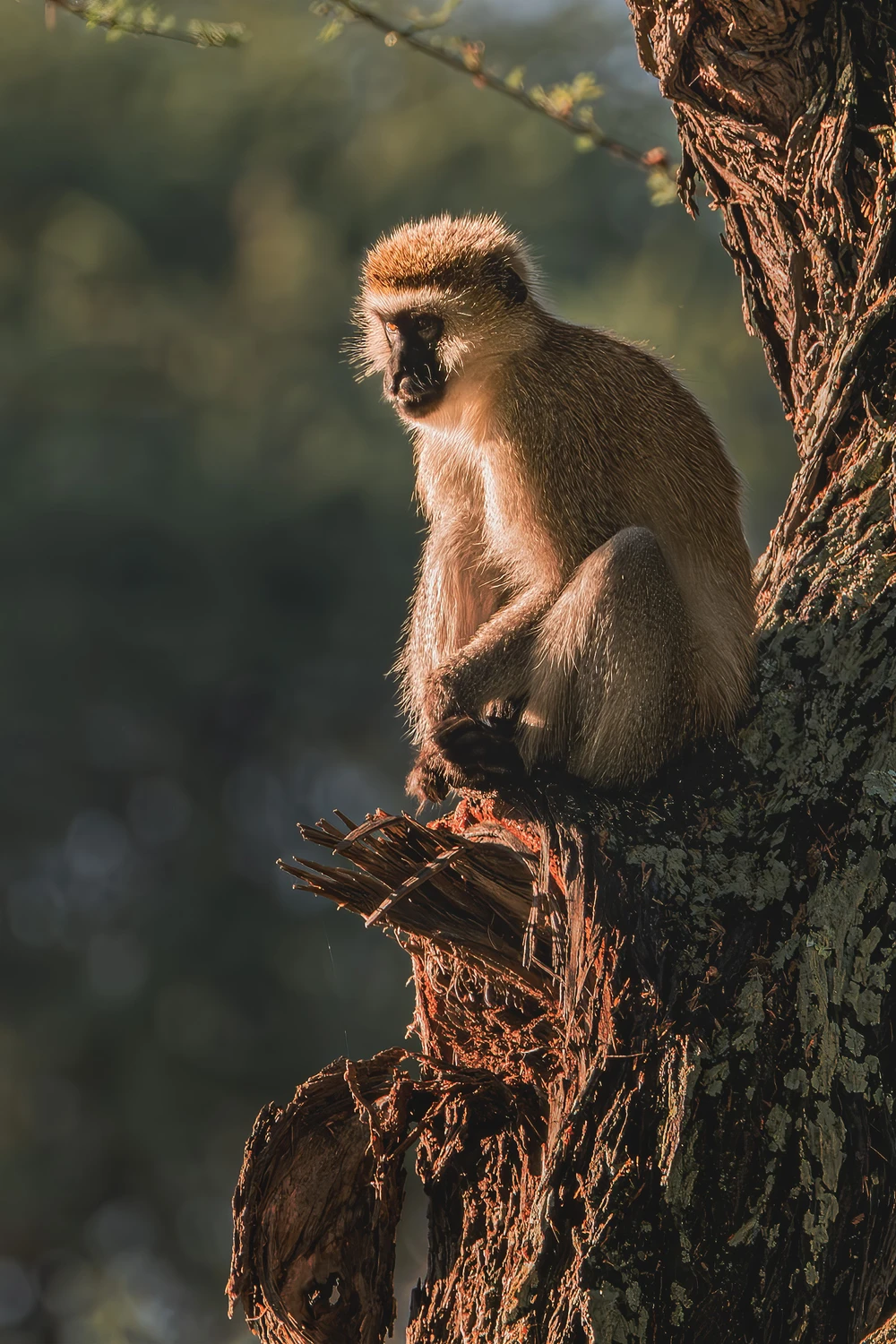 Afrykańskie równiny - Małpka