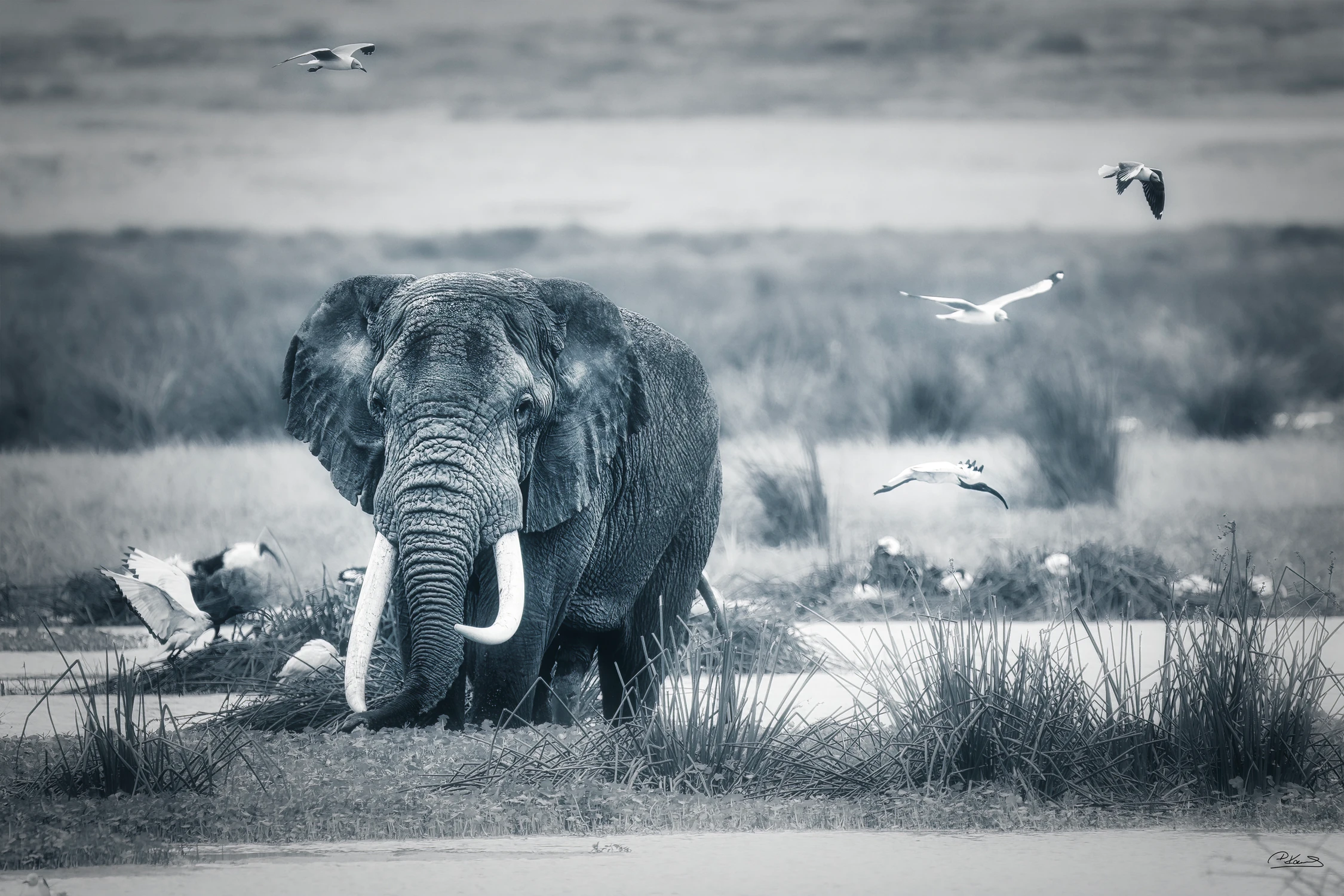 Afrykański Opowieści - Pan Ngorongoro