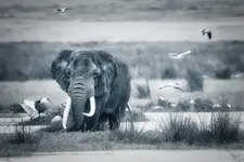 Afrykański Opowieści - Pan Ngorongoro