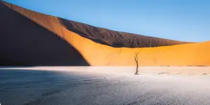 Deadvlei - samotnik