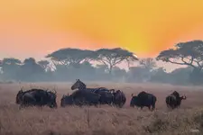 Afrykańskie równiny - poranek w Serengeti