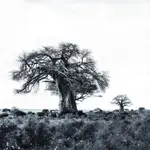 Afrykańskie równiny - Baobab