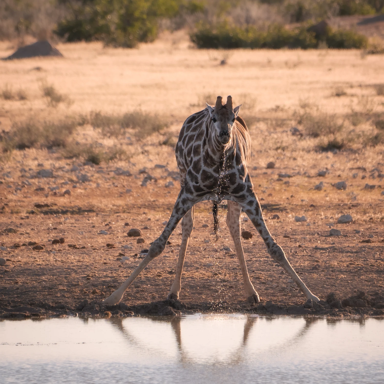 *