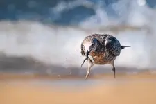 Łowca