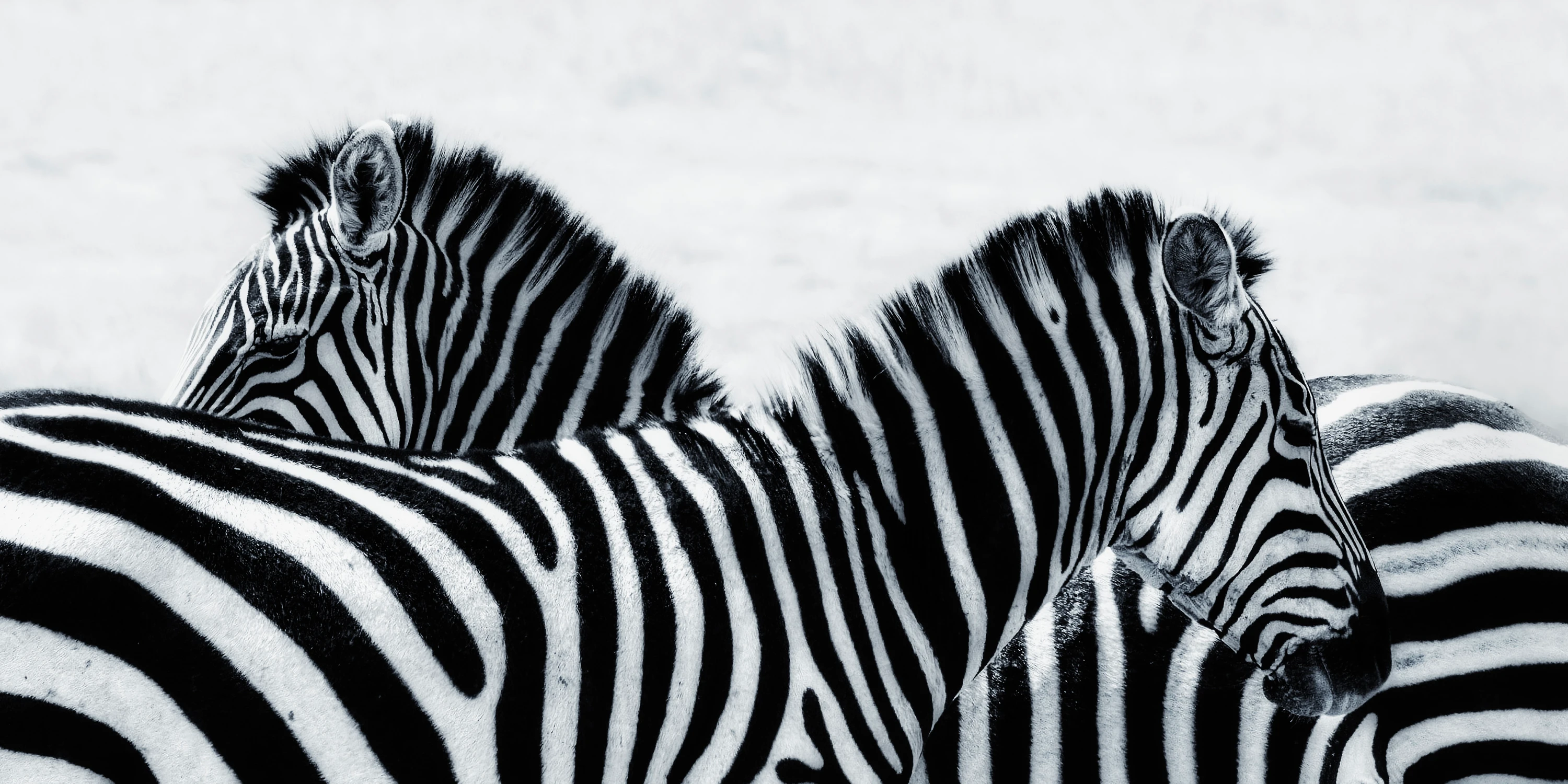 Afrykańskie równiny - Zebry