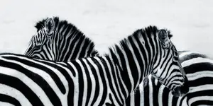 Afrykańskie równiny - Zebry