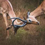 Afrykańskie równiny - potyczka