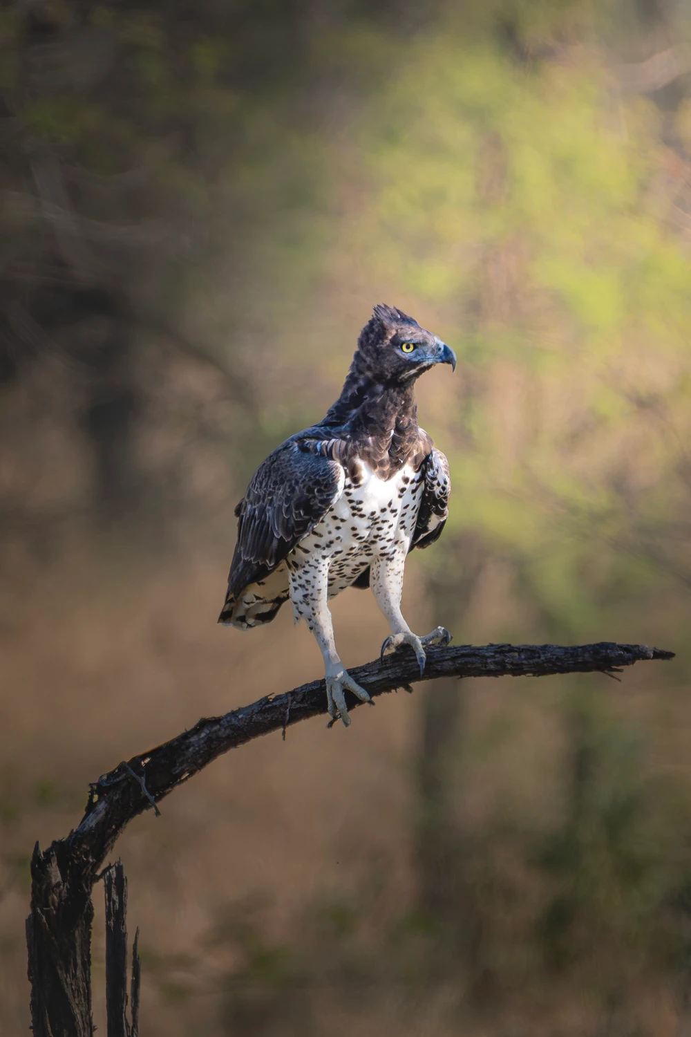 Afrykańskie równiny - Wojownik Zbrojny