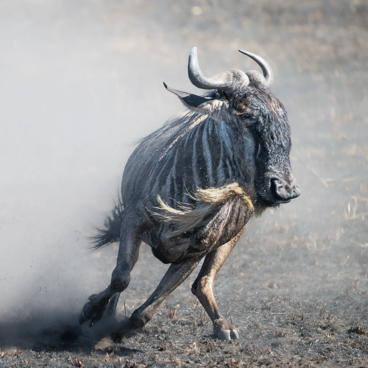 Afrykańskie równiny- Wildebeest