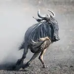 Afrykańskie równiny- Wildebeest