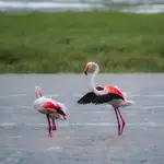 Afrykańskie opowieści - Flamingi z Ngorongoro