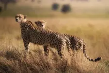 Afrykański równiny - Gepardy dwa
