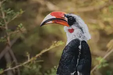 Afrykańskie równiny - Toko