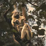 Afrykańskie opowieści - Gereza Trójbarwna