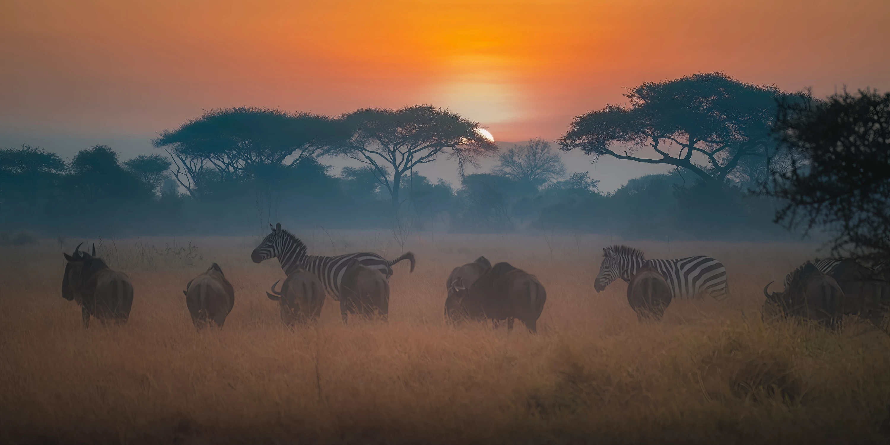 Afrykańskie równiny -Serengeti o poranku