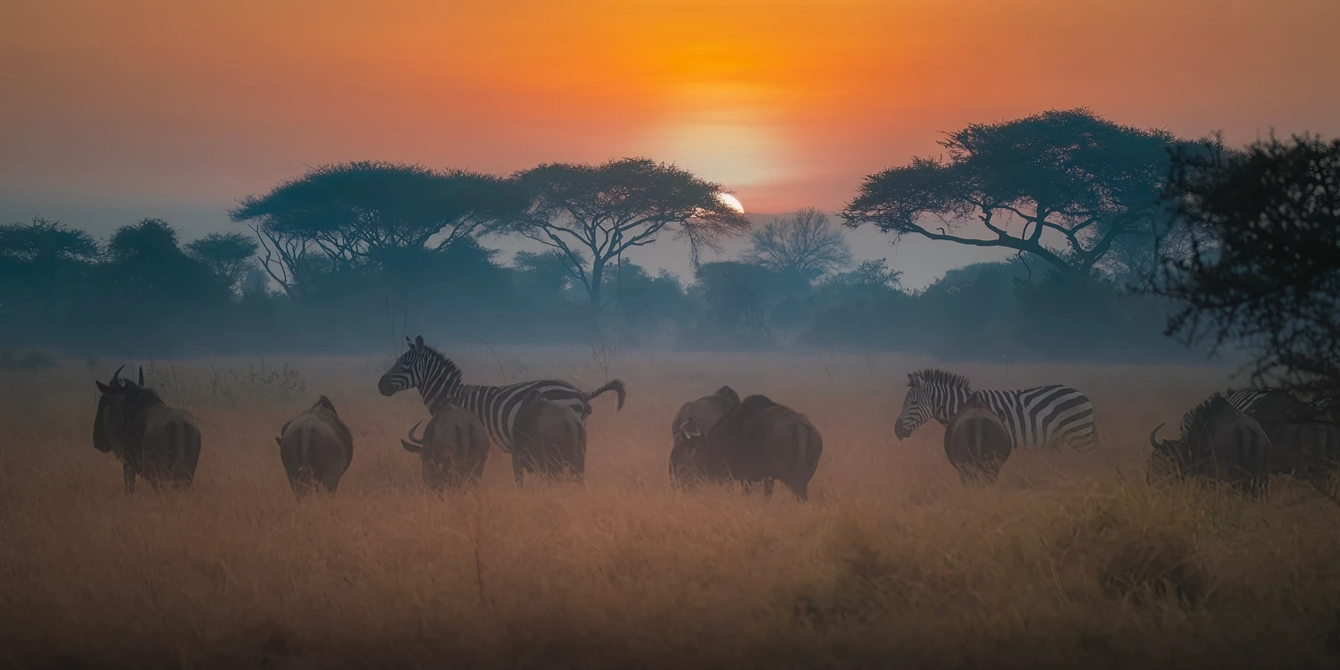 Afrykańskie równiny -Serengeti o poranku