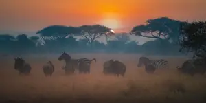Afrykańskie równiny -Serengeti o poranku