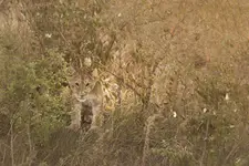 Afrykańskie równiny- A kuku