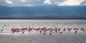 Afrykańskie opowieści - Flamingi z Ngorongoro